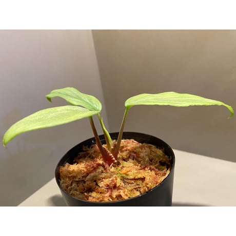 Homalomena sp. "Emerald Silver" from Kepulauan Riau  [KN]