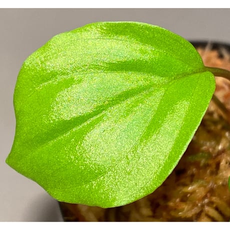 Homalomena sp. 赤A from Sepuluh Koto [TK061117-wf1] KZT