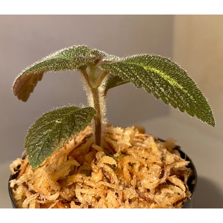 Episcia sp. from Basco Ecuador