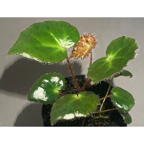 Begonia cf. ferox from Cao Bang [YH040519BK] TK