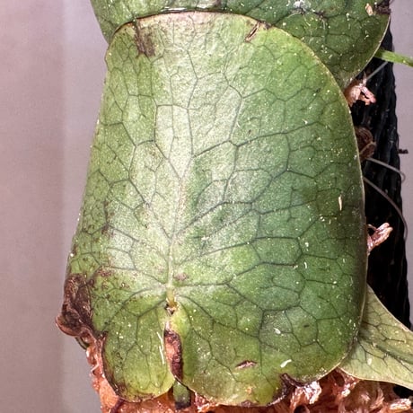Microsorum linguiforme from South sumatera