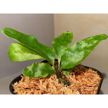 Christiopteris varians from New Caledonia [KSB]