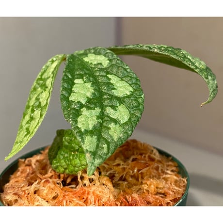 Elatostema sp. (Sri Lanka?)