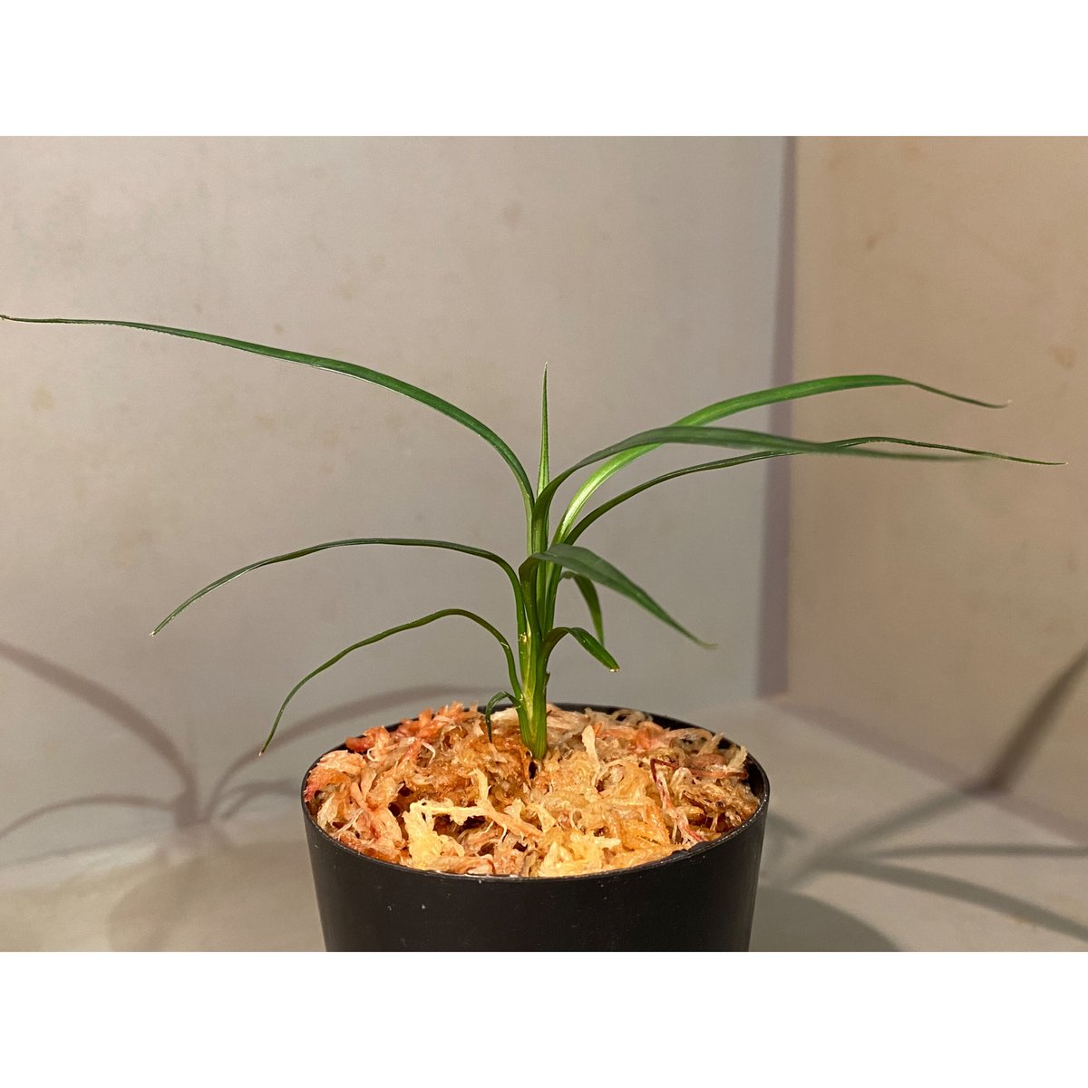 Mapania caudata from Murung raya [LA0515-04] ②