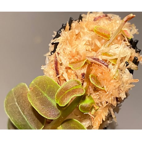 Marcgravia sp. "MELON " from Ecuador