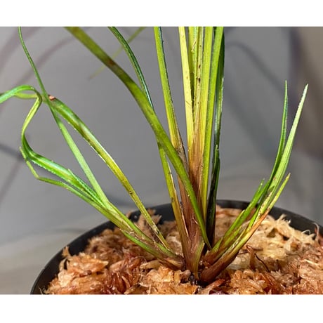 Mapania sp. from "Nanga pinoh" Melawi Kalimantan barat [TB] ②