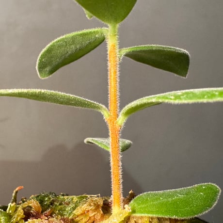 Ceratostema kiatana
