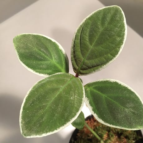 Cosmianthemum bullatum [LA0515-02]
