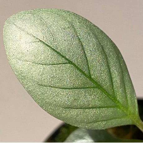 Acanthaceae gen. from Laos [LA]