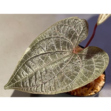 Dioscorea dodecaneura (discolor) from Ecuador