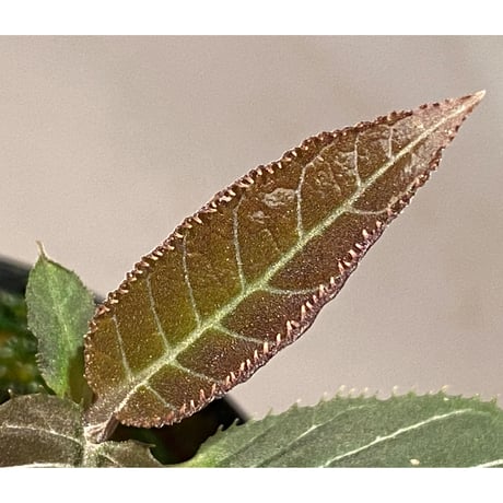 Ardisia gigantifolia [LA]
