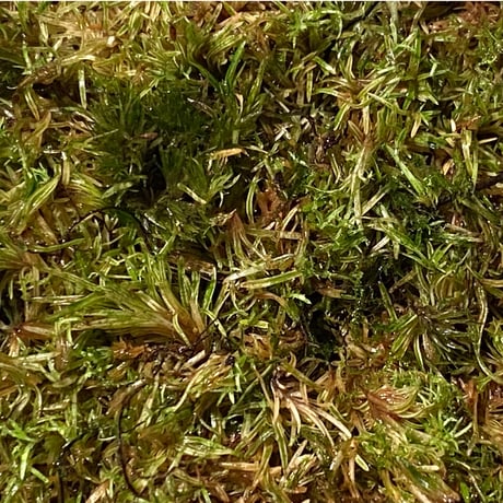 Moss from Ipoh State Malaysia