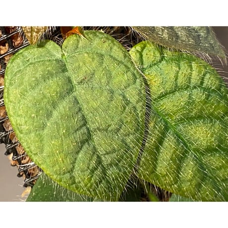 Ficus sp. from Selangor