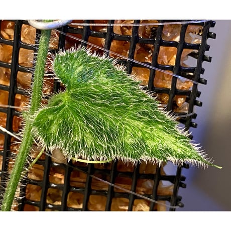 Unknown climbing plants from Ngabang West Kalimantan
