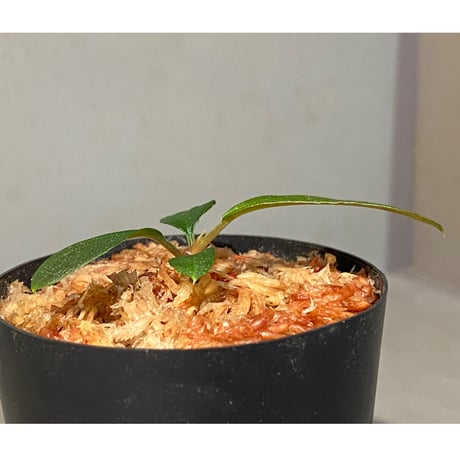 Homalomena sp. from Sumatera Utara [LA0318-01]