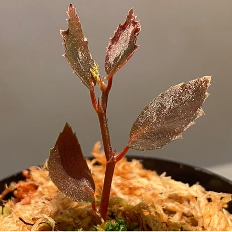 Begonia sp. from Julau [R1214-01b]