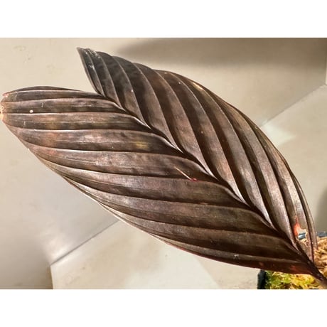 Pinanga veitchii from Sanggau West Kalimantan