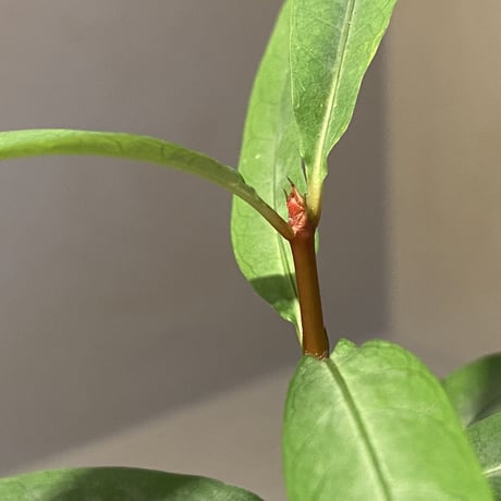Labisia sp. from "Lebong" Bengkulu [TB]