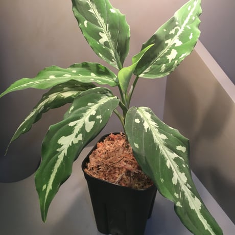 Aglaonema pictum from Sumatera A2 [TK070918]タグ付き