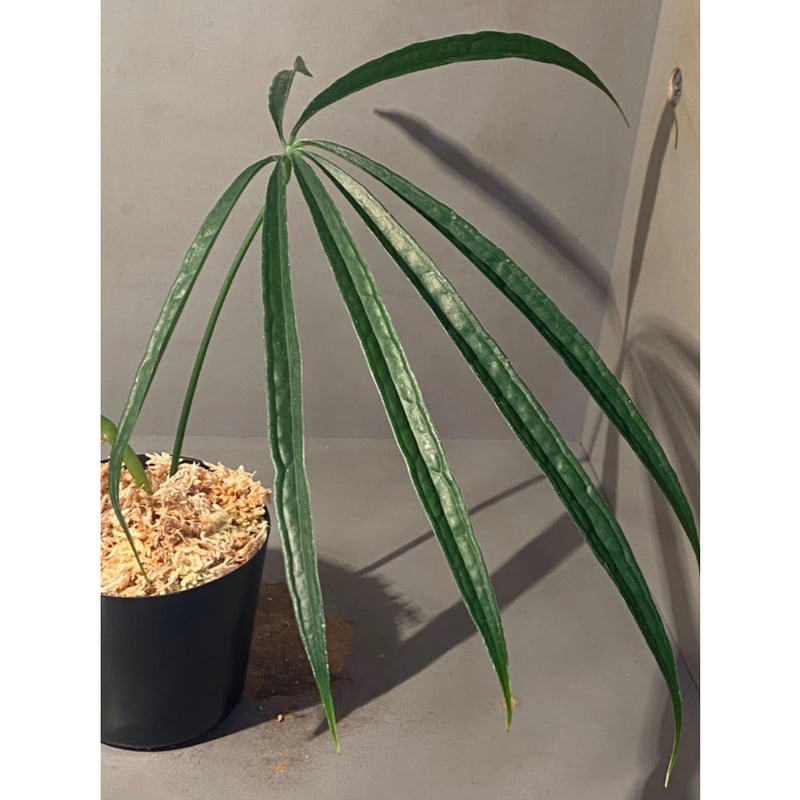 Anthurium aff. eminens | M・R・G・R