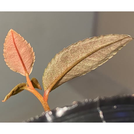 Labisia pumila from Solok sumatera [LA0117-01]
