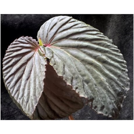 Begonia sp. from Kapuas hulu