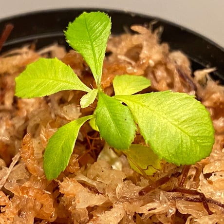 Sauvagesia sp. from Malay Peninsula