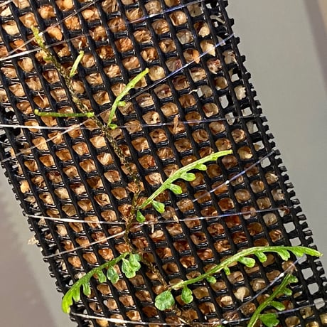 Teratophyllum aculeatum from Nanga pinoh [TB]