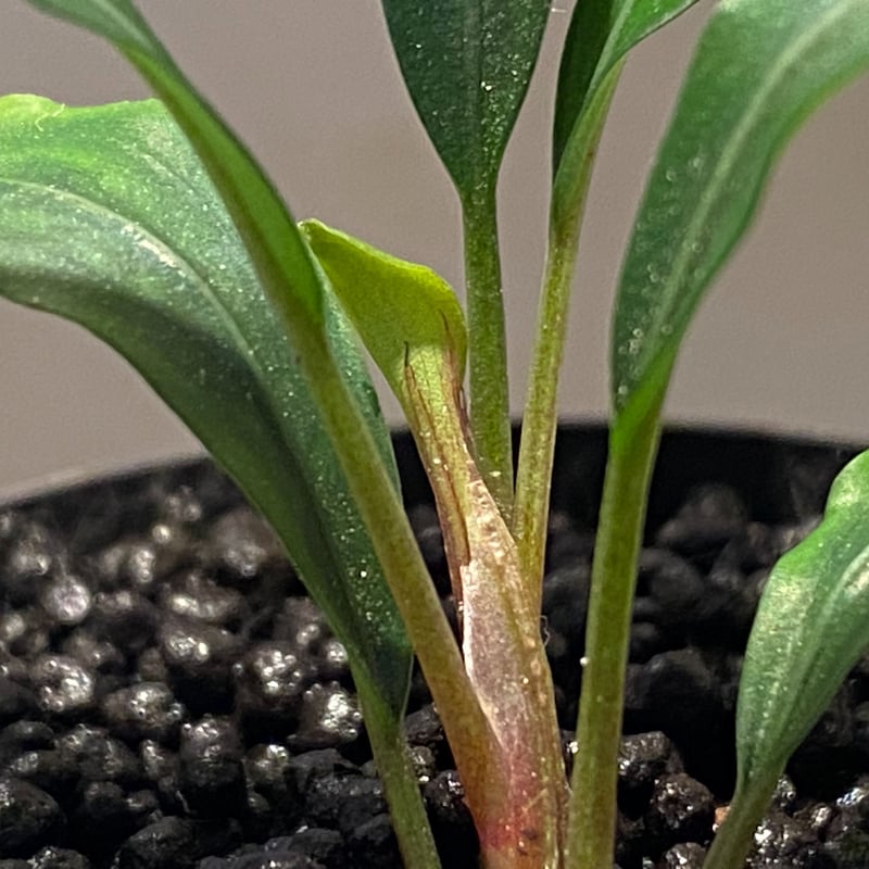 Bucephalandra sp. 黄緑 from Bukit Kelam Utara [AZ
