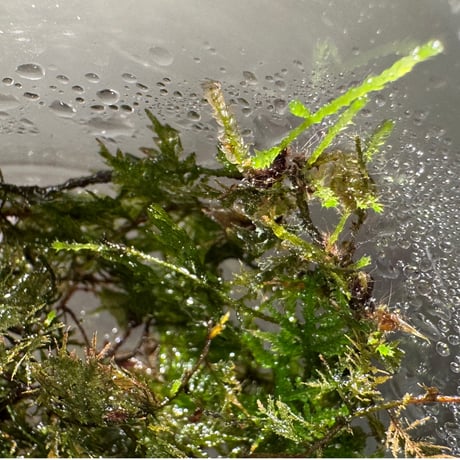 Thuidium sp. from Bogor West Java