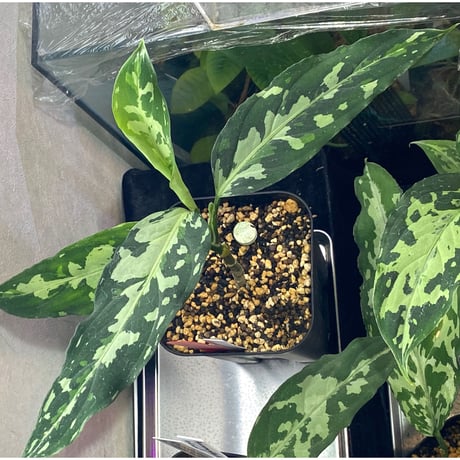Aglaonema pictum tricolor from Aceh sumatera [LA0819-01b]