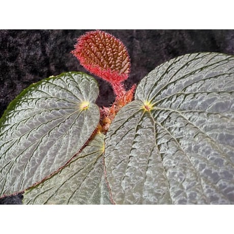 Begonia sp. from Pulau Halmahera [LA0314-02]