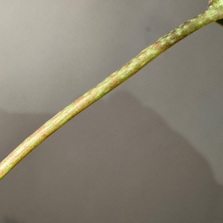 Anthurium cutucuense 伊藤蟻植物農園