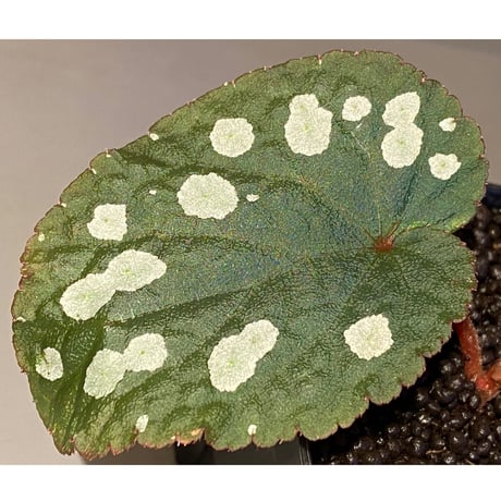 Begonia sp. from Tuyen Quang [YH1117] TK