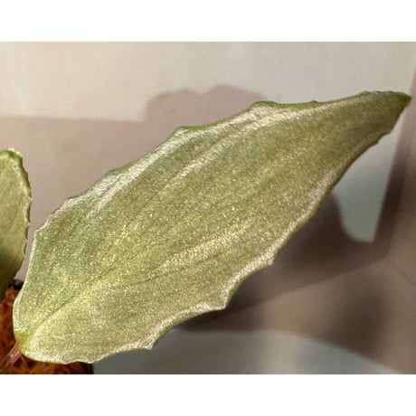 Homalomena sp. "Amber Velvet" from Kepulauan Riau