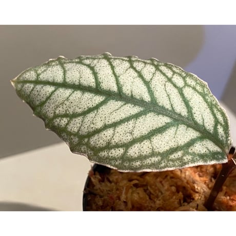 Ardisia sp. from Aceh sumatera [LA]