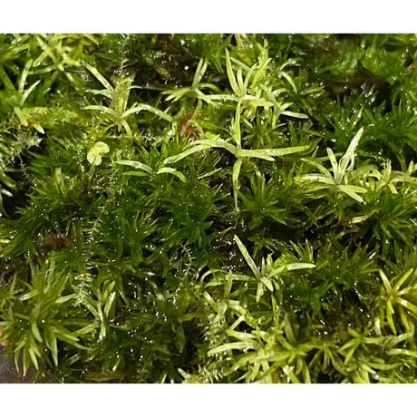Moss from Ipoh State Malaysia