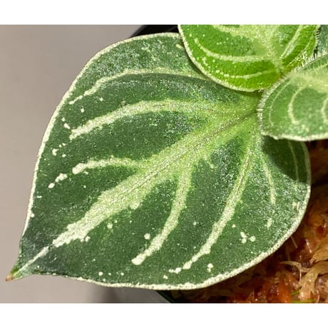 Argostemma bifolium from Bukit Larut [TK130717]