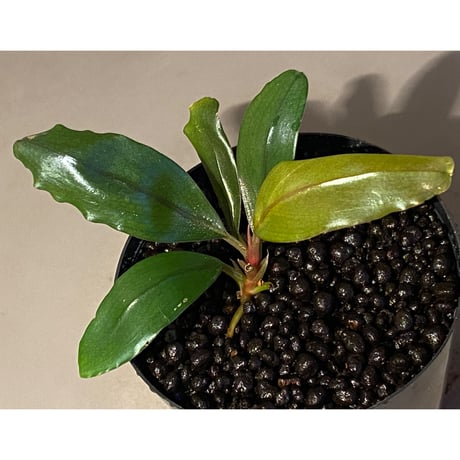 Bucephalandra sp. "Serawai 1" Kab. Sintang [TB]