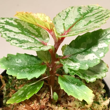 Begonia sp. from Balai Ringin [RIO]