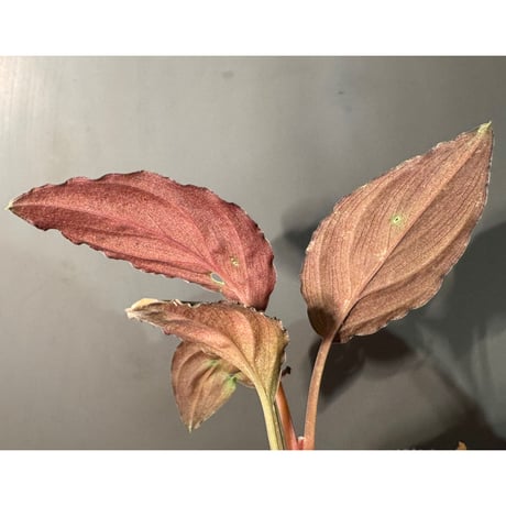 Homalomena sp. "Red leaf" from Kalbar [AZ0823-2] ①