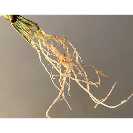 Homalomena sp. "Shirogane" SRP from Pulau Lingga[HW1017-XX]