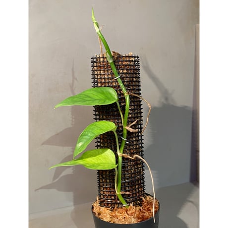 Philodendron sp. from Venezuela [tanakay]