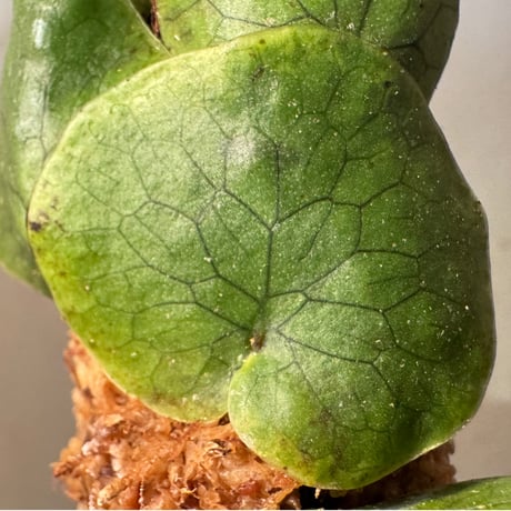 Microsorum linguiforme from South sumatera