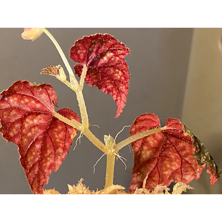 630cb2c04b7623696401a506
