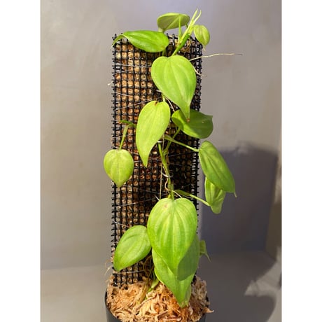 Philodendron sp. from Iquitos Peru [tanakay]