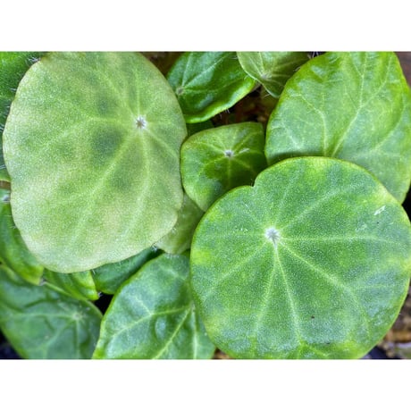 Begonia kingiana from Jerantut [TK170717]