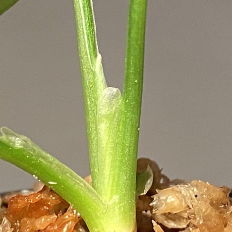 Schismatoglottis sp. from Bau Sarawak