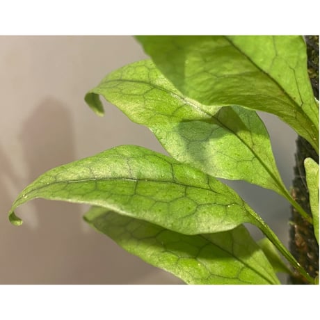 Microsorum sp. "Timika" Papua [TB]