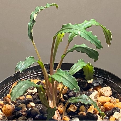 Bucephalandra sp. "Mangat" [MF0417-2A]